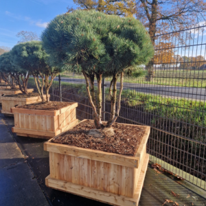 Pinus sylvestris 'Watereri'