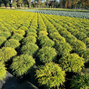 Chamaecyparis pisifera 'Sungold'