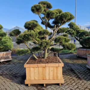 Pinus mugo 'Gnom'