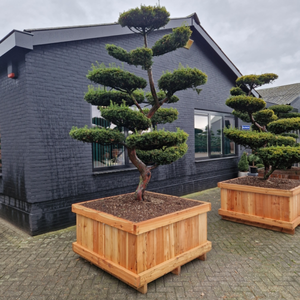 Taxus baccata Aurea