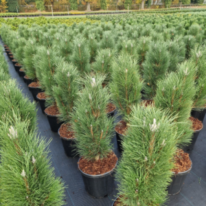 Pinus nigra Green Tower