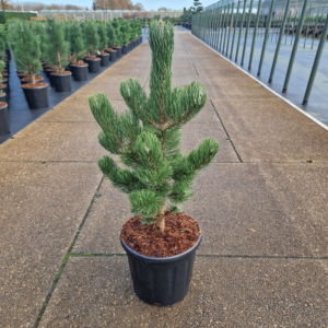 Pinus nigra Oregon Green