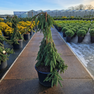 Picea abies 'Inversa'