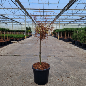 Larix kaempferi 'Diana'