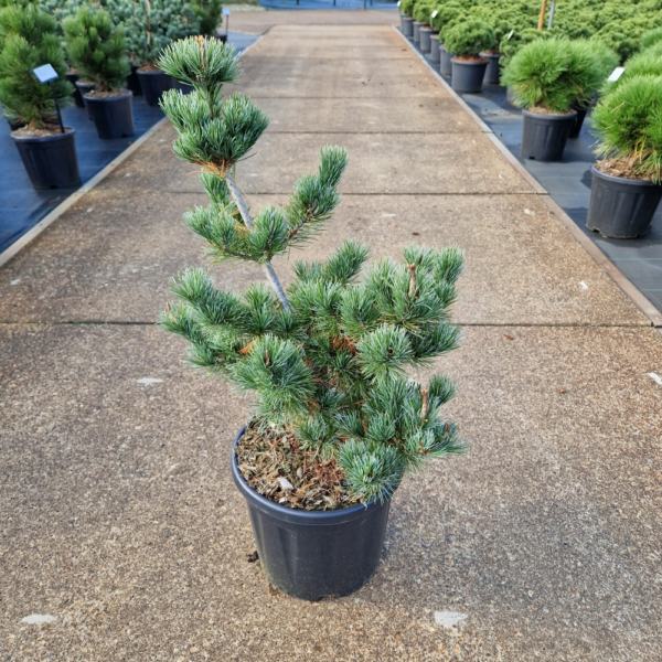 Pinus parviflora 'Negishi'