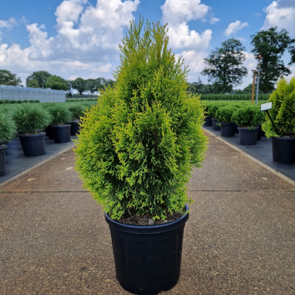 Thuja occidentalis Golden Smaragd