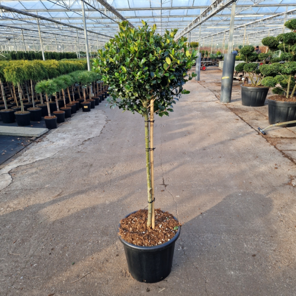 Ilex meserveae Blue Maid