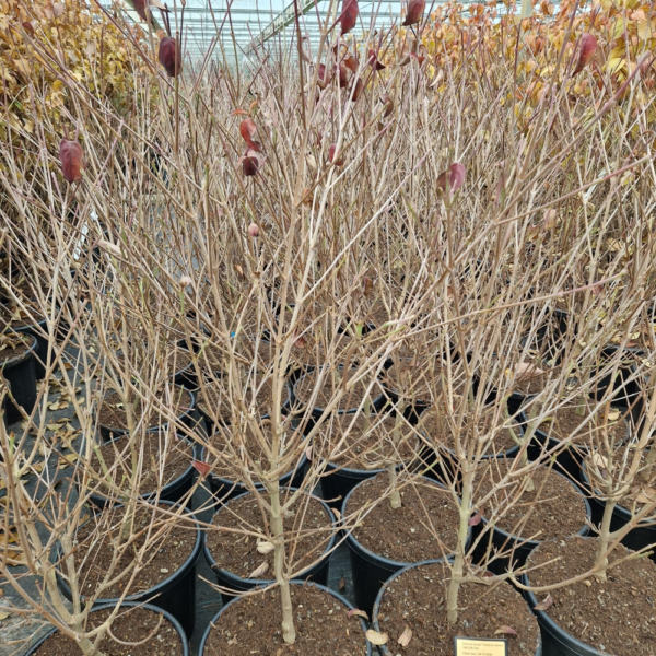 Cornus kousa Roberts Select