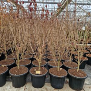 Cornus kousa 'Weisse Fontaine'