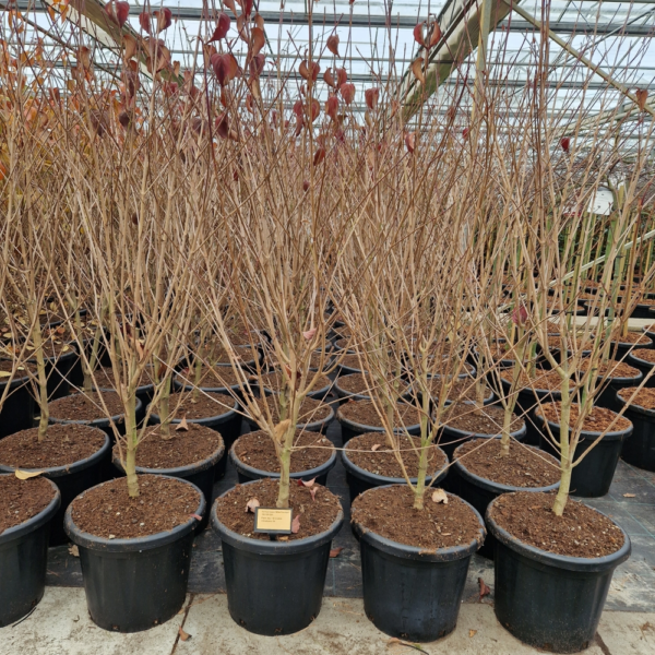 Cornus kousa 'Weisse Fontaine'