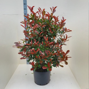 Photinia fraseri Carré Rouge