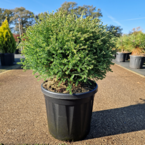 Thuja occidentalis 'Mr. Bowling Ball'