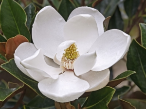 Magnolia grandiflora Kay Parris