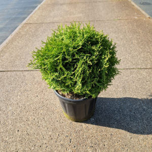 Thuja occidentalis 'Tiny Tim'