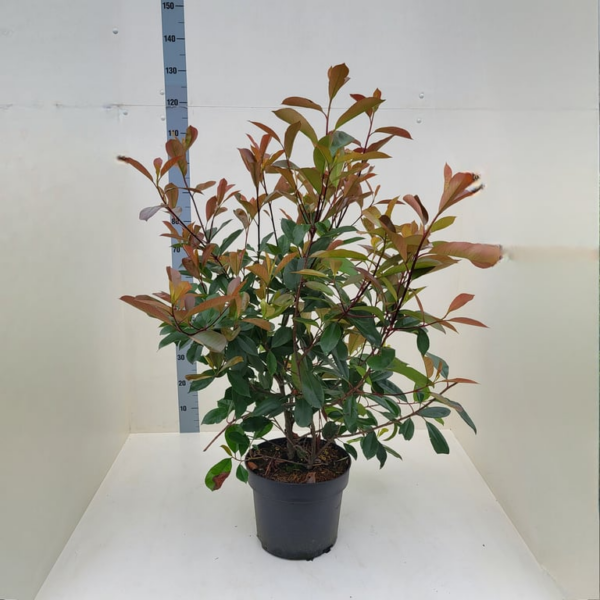 Photinia x fraseri 'Red Robin'