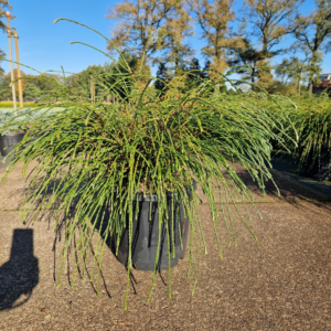 Thuja plicata 'Whipecord'