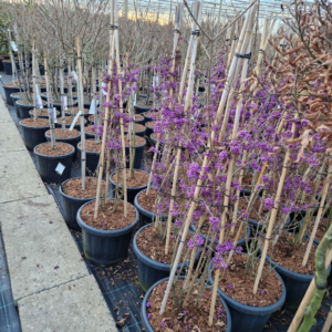 Callicarpa bodinieri 'Profusion'