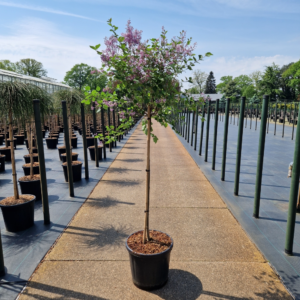 Syringa meyeri Palibin