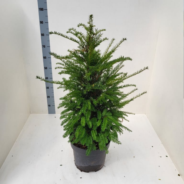 Taxus baccata