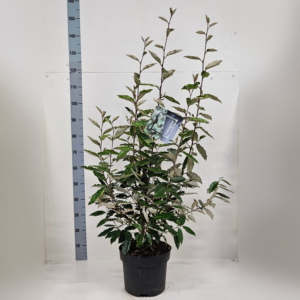 Elaeagnus x ebbingei