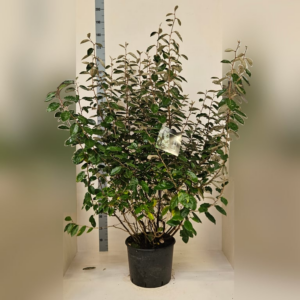 Elaeagnus x ebbingei