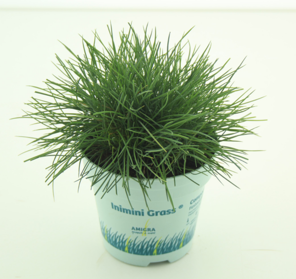 Festuca glauca Compacta Blue