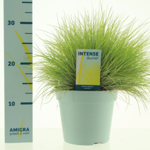 Festuca glauca Amigold