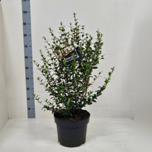 Osmanthus x burkwoodii