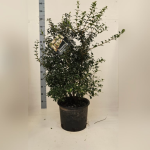 Osmanthus x burkwoodii