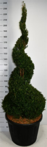 Taxus baccata