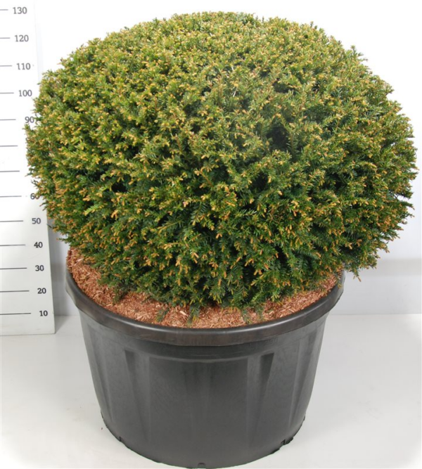 Taxus baccata