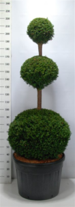 Taxus baccata