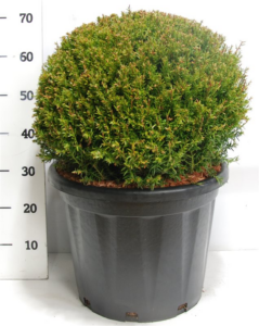 Taxus baccata