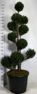 Taxus baccata