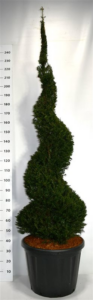 Taxus baccata