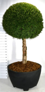 Taxus baccata