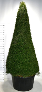 Taxus baccata