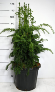 Taxus baccata 'Dovastoniana'