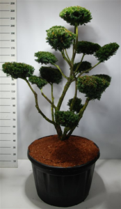 Taxus cuspidata