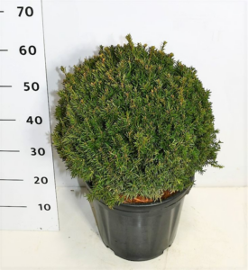 Taxus x media 'Hillii'