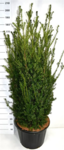 Taxus x media 'Hillii'