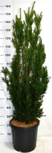 Taxus x media 'Hillii'