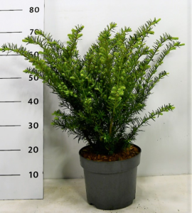 Taxus overig