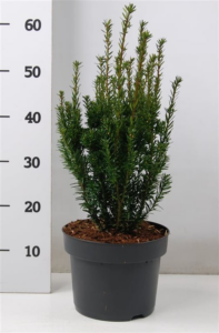 Taxus x media 'Hillii'