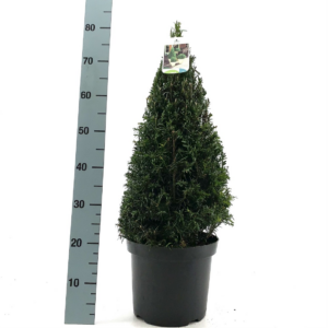 Taxus baccata