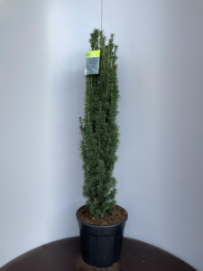 Taxus baccata 'Fastigiata Robusta'