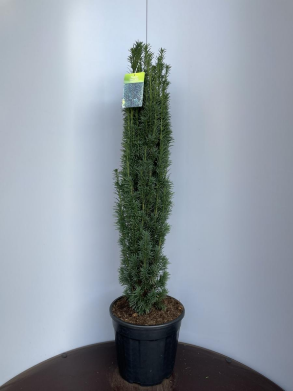 Taxus baccata 'Fastigiata Robusta'