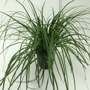 Carex oshimensis 'Evergreen'