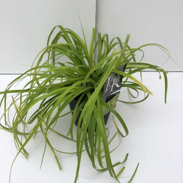 Carex oshimensis 'Evercolor Everillo'