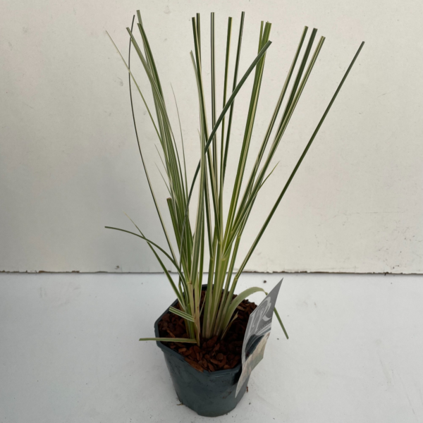 Cortaderia selloana 'Mini Silverpampas'